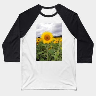 Sunflower field, Richmond, Tasmania Baseball T-Shirt